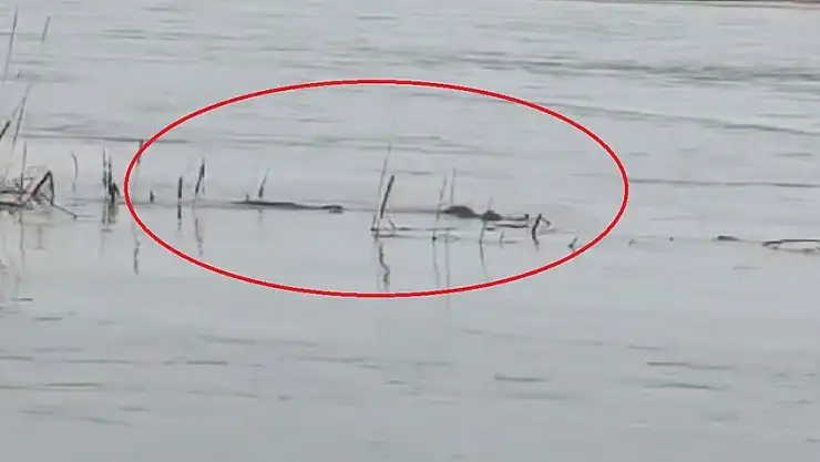 Diyarbakır'da Dicle Nehri kıyısında duran vatandaş, sudaki hareketleri fark edince onu gördü