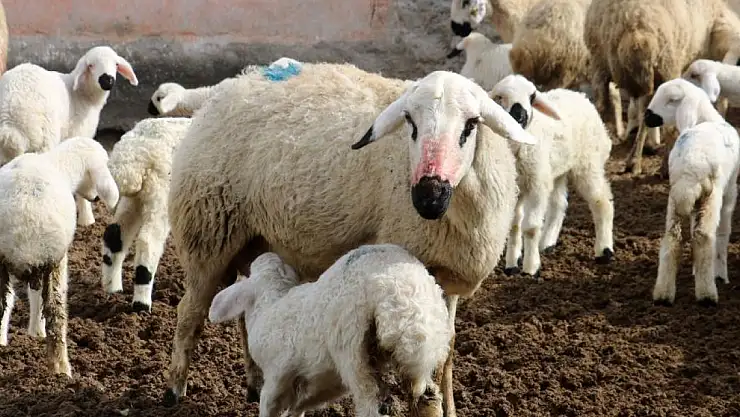 Kuzular annelerine kavuştu