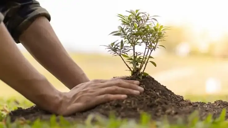 Rüyada ağaç dikmek ne anlama gelir?