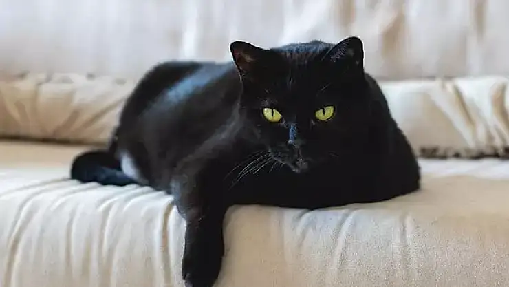 Rüyada siyah kedi görmek ne anlama gelir?