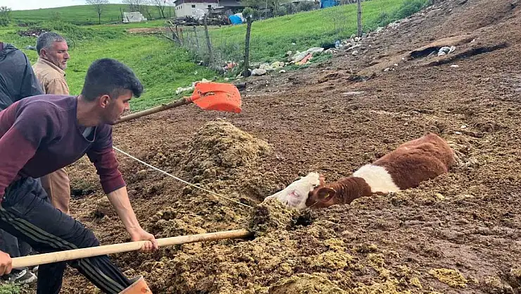 İnek yavrusu saatler sonra kurtarıldı