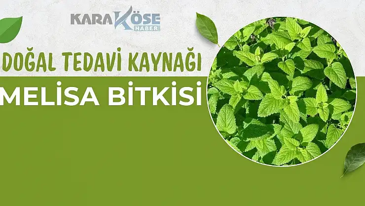 Doğal Tedavi Kaynağı: Melisa Bitkisi