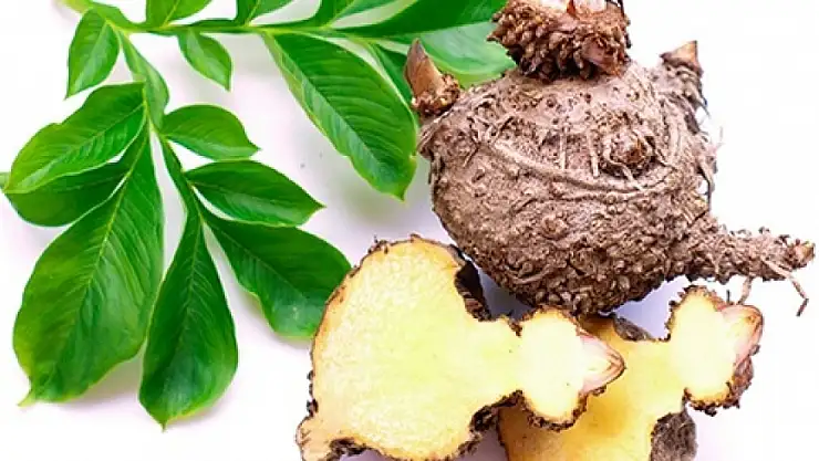 Glucomannan nedir ne işe yarar sağlıklı mıdır?