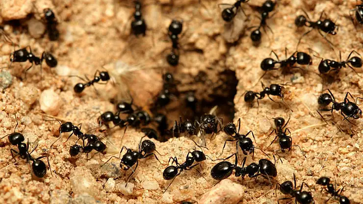Rüyada tuvalette karıncalar görmek ne anlama gelir?