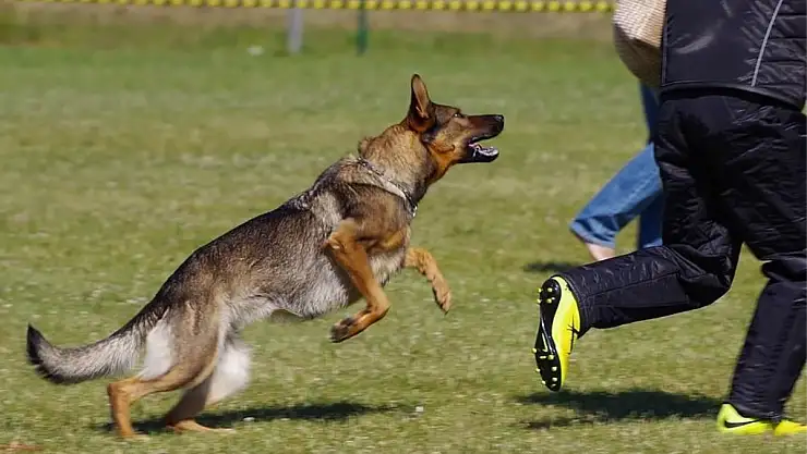 Rüyada köpek kovalaması ne anlama gelir?