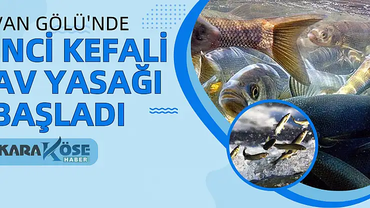 Van Gölü'nde İnci Kefali Av Yasağı Başladı