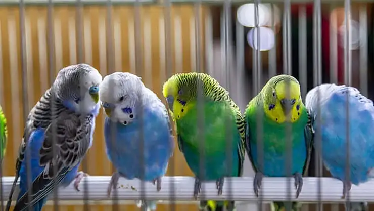 Muhabbet Kuşu Neden Ötmez?