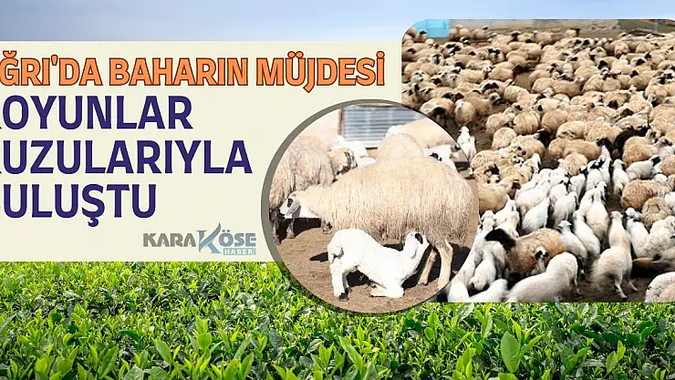 Ağrı'da Baharın Müjdesi: Koyunlar Kuzularıyla Buluştu