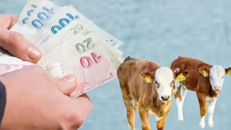 Ağrı'da Buzağı Desteği Ödemeleri! İşte Son Gelişmeler ve Başvuru Tarihleri!