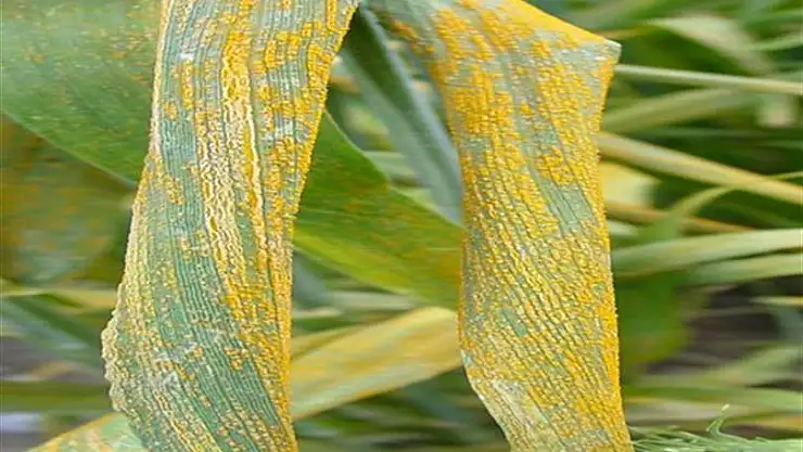 Pas hastalığının zararları nelerdir?