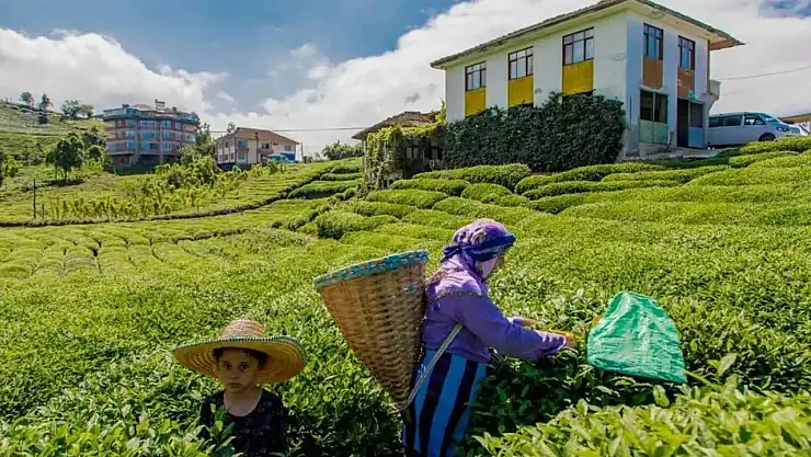 Çaykur 1072 İşçi Alıyor! Başvuru Yap (Şartları) 2024
