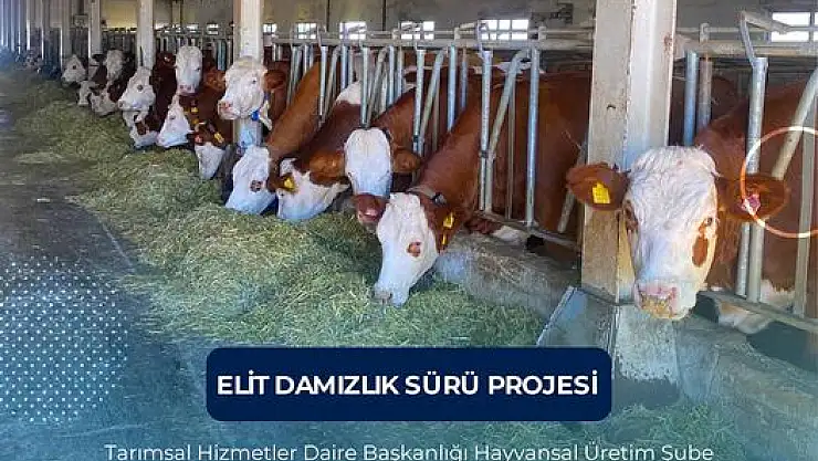 Erzurum Belediyesi Elit Damızlık Sürü Projesi ile Hayvancılıkta Kaliteyi Yükseltiyor