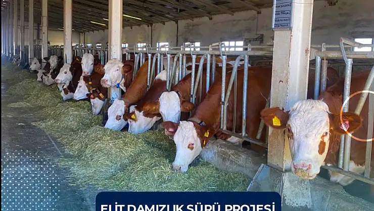 Erzurum'da Elit Damızlık Sürü Projesi ile Hayvancılıkta Kalite Atlıyor!