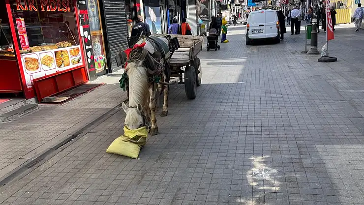 Ağrı'da yük taşımacılığında hala atlar kullanılıyor