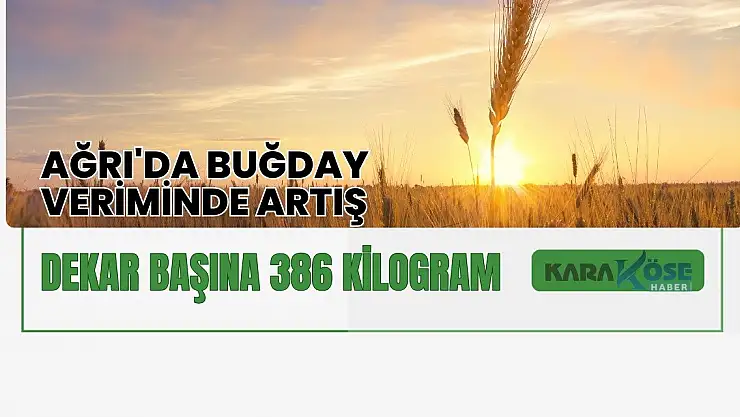 Ağrı'da Buğday Veriminde Artış: Dekar Başına 386 Kilogram