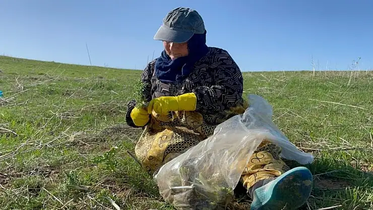 Doğu'da 'kenger otu' mesaisi başladı
