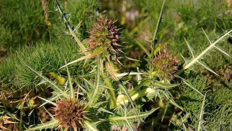 Kenger otu nedir ve ne işe yarar?