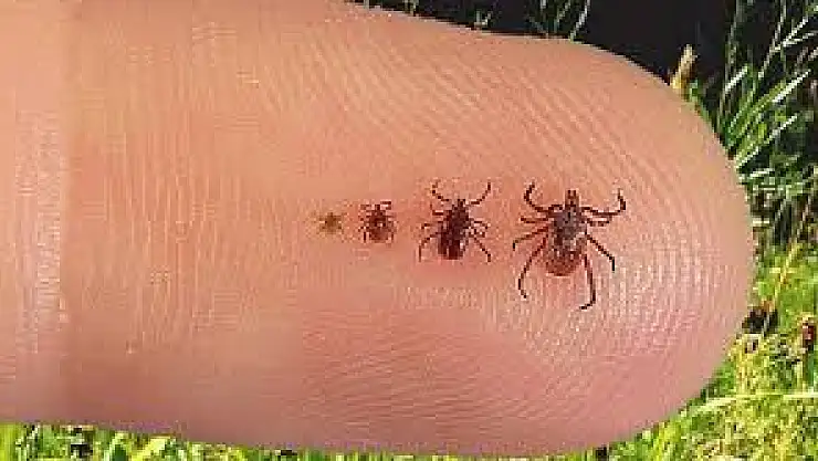 Kenelere sakın çıplak elle dokunmayın