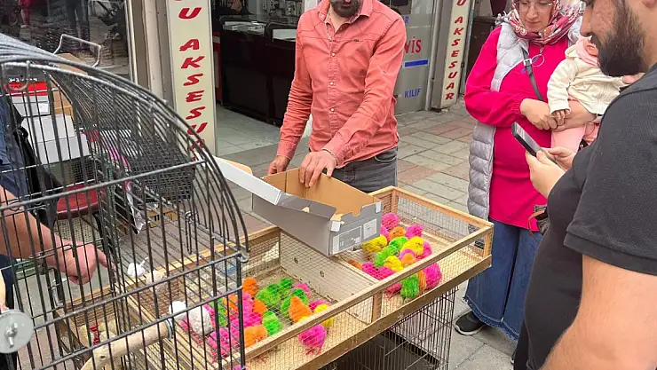 Renkli civcivlere çocuklardan yoğun ilgi