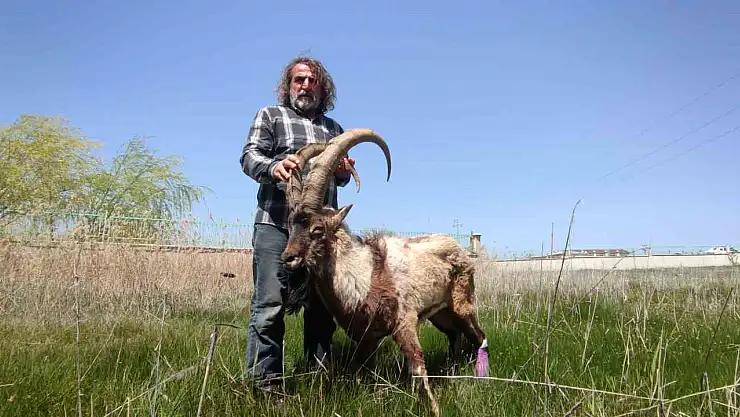 Yaralı halde bulunan yaban keçisine müdahale