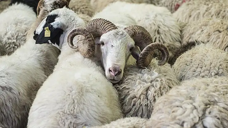 Kurban Bayramı ne zaman, Kurban Bayramı tatili kaç gün sürecek?