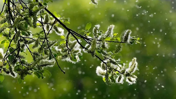 Polen alerjine dikkat!