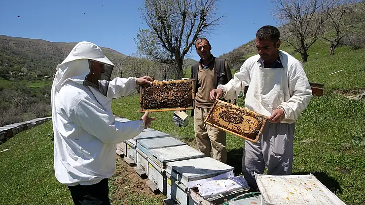 Korkutan arı ölümleri: Koloniler yok olma tehlikesinde