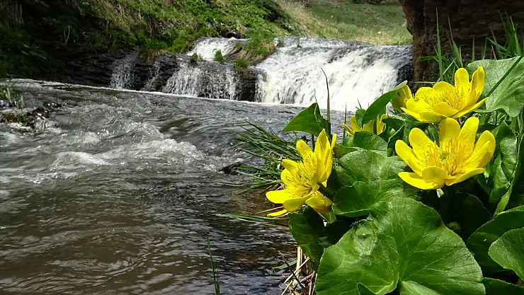 Kars'ın Keklik Vadisi bahar güzelliği ile göz kamaştırdı