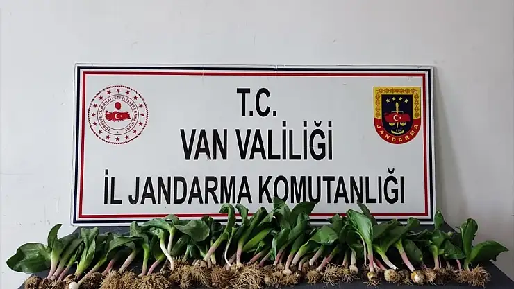 Van'da 'dev soğan' bitkisi toplayan 2 kişiye dev ceza