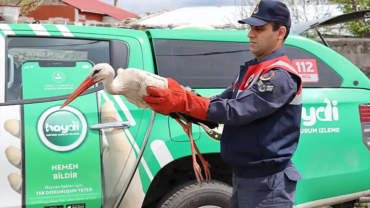Ağrı'da yaralı leyleğe anında müdahale
