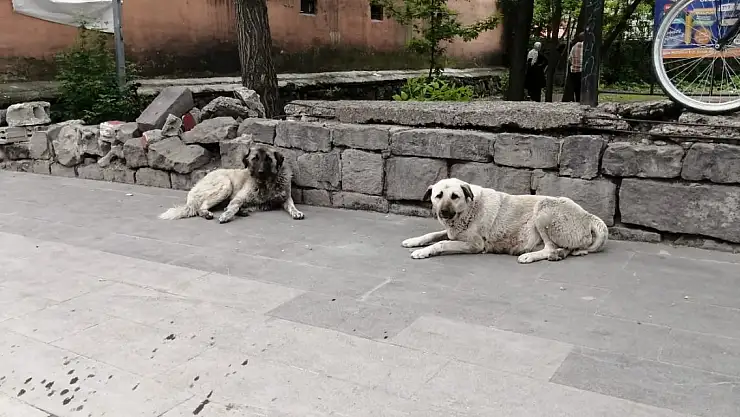 Ağrı'da cadde ve sokaklar köpeklerle doldu