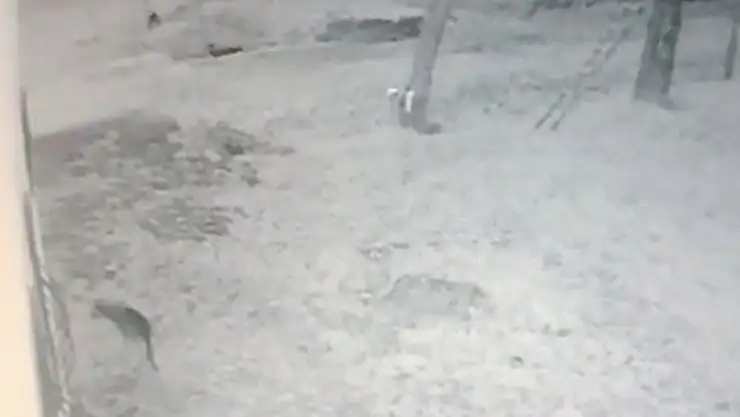 Köye inen aç kurt bulduğu köstebeği tek hamlede avladı