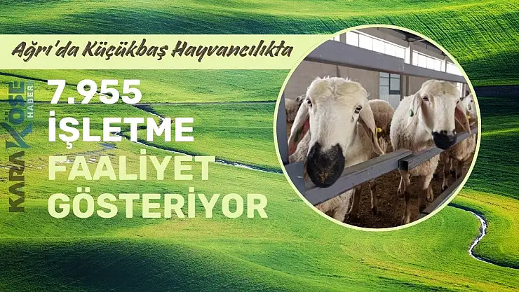 Ağrı'da Küçükbaş Hayvancılıkta 7.955 İşletme Faaliyet Gösteriyor