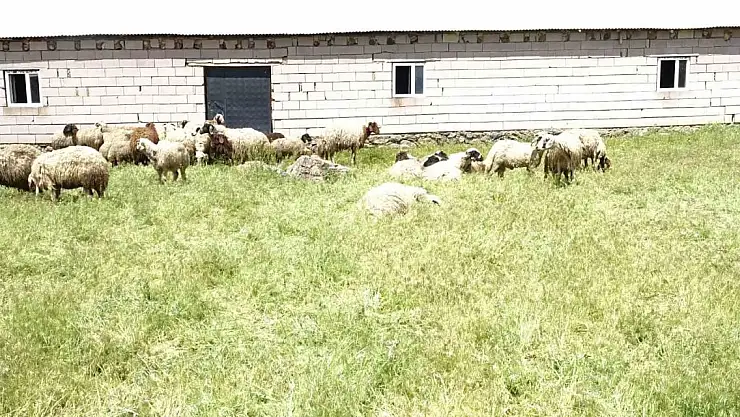 Erciş'te ahırda havasız kalan koyunlar telef oldu