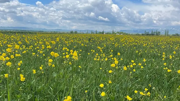Eleşkirt Ovası'nda renk cümbüşü