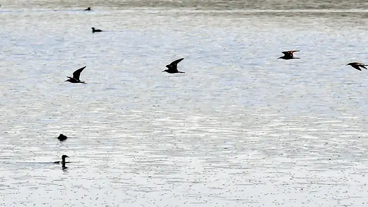 Buzları çözülen Asboğa Gölü göçmen kuşlarla şenlendi