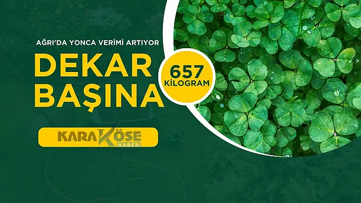 Ağrı'da Yonca Verimi Artıyor: Dekar Başına 657 Kilogram