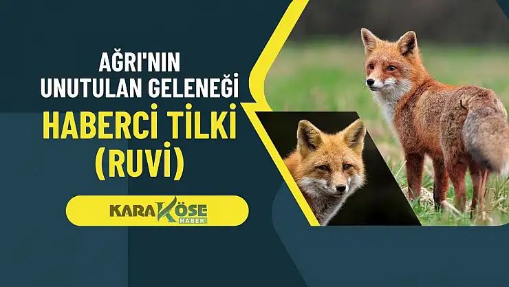 Ağrı'nın Unutulan Geleneği: Haberci Tilki (Ruvi)