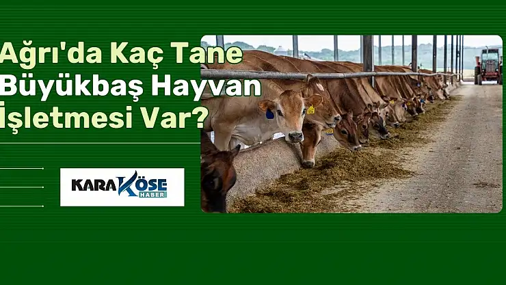 Ağrı'da Kaç Tane Büyükbaş Hayvan İşletmesi Var?