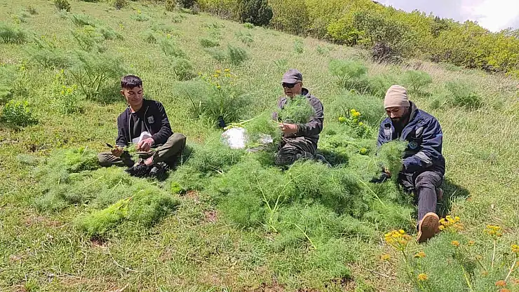 Keledoş yemeği için heliz otu mesaisi başladı