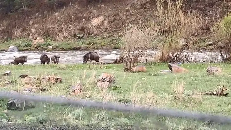 Kars-Göle yoluna domuz sürüsü indi