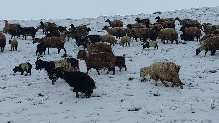 Kar yağışına yakalanan koyun sürüsü zor anlar yaşadı