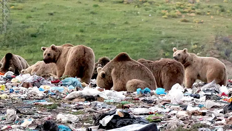 Kış uykusundan uyanan bozayılardan uzak durun