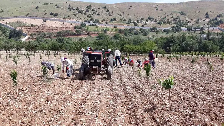 Günde bin 500 liraya çalışacak işçi bulunamıyor
