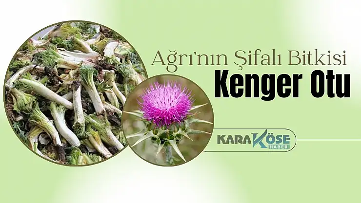 Ağrı'nın Şifalı Bitkisi: Kenger Otu