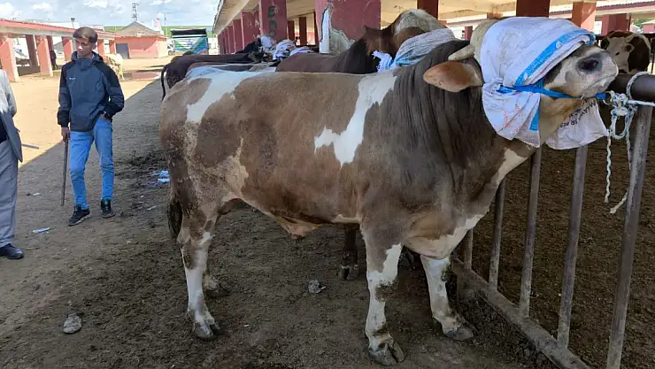 Ağrı'da Büyükbaş Kurbanlıklar el yakıyor