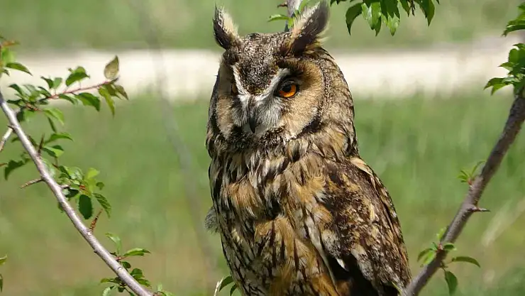 Van'da bu yıl çok sayıda göçmen kuşu karşılanıyor