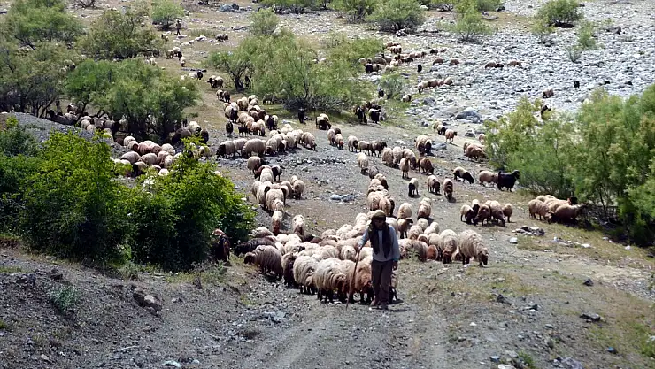 Muşlu besicilerin yayla yolculuğu başladı