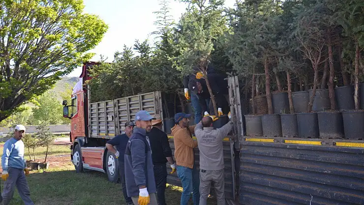 Patnos'a binlerce fidan ve ağaç dikiliyor