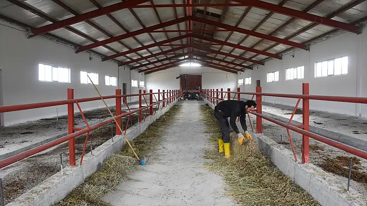 Baba mesleği besiciliği devlet desteğiyle kurduğu modern tesiste sürdürüyor